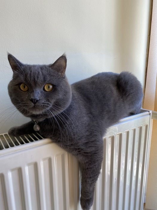 Motan british shorthair blue