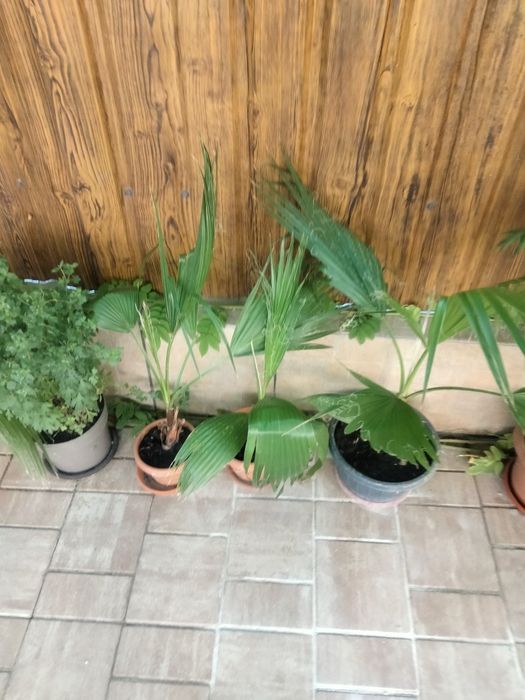 Diferite plante ,