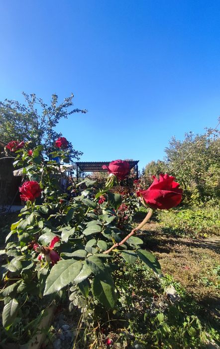 Продам дачу в с/о Дружба за Селекционным