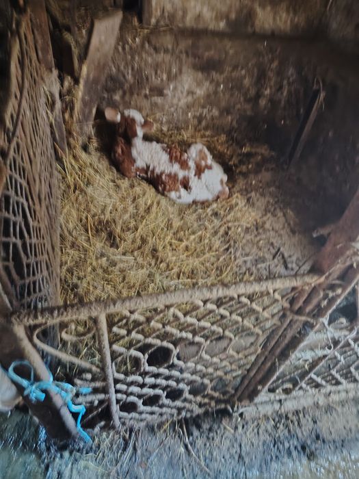 Baltata Românească cu vitel
