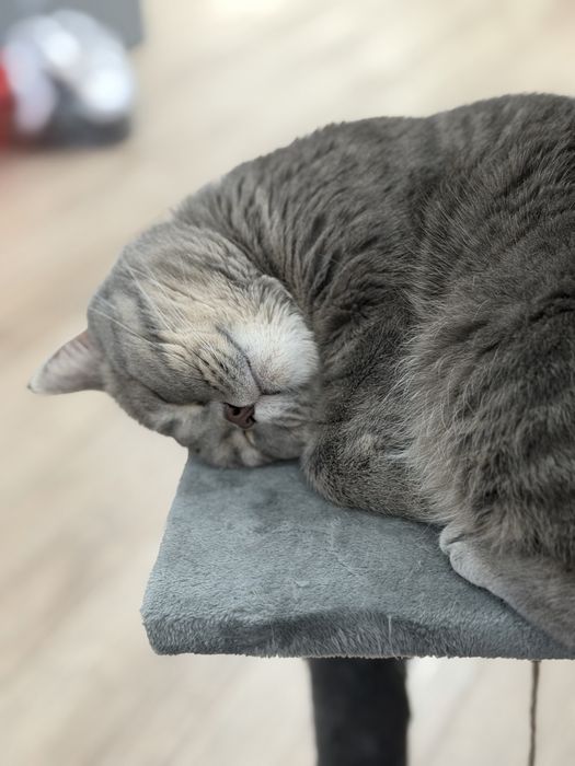 Ищу кошечку для вязки