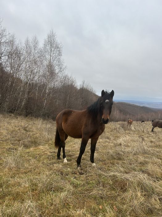 Vând mânz de 2 ani!