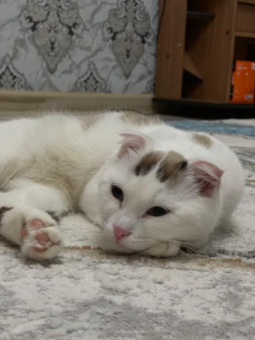 Продаётся шотландская кошка