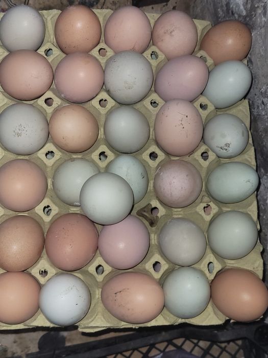 Vând ouă de găină de casă.