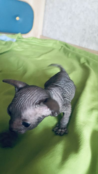 Продам котенка сфинкс