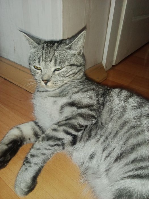 Продаю кошечку скотишстрай