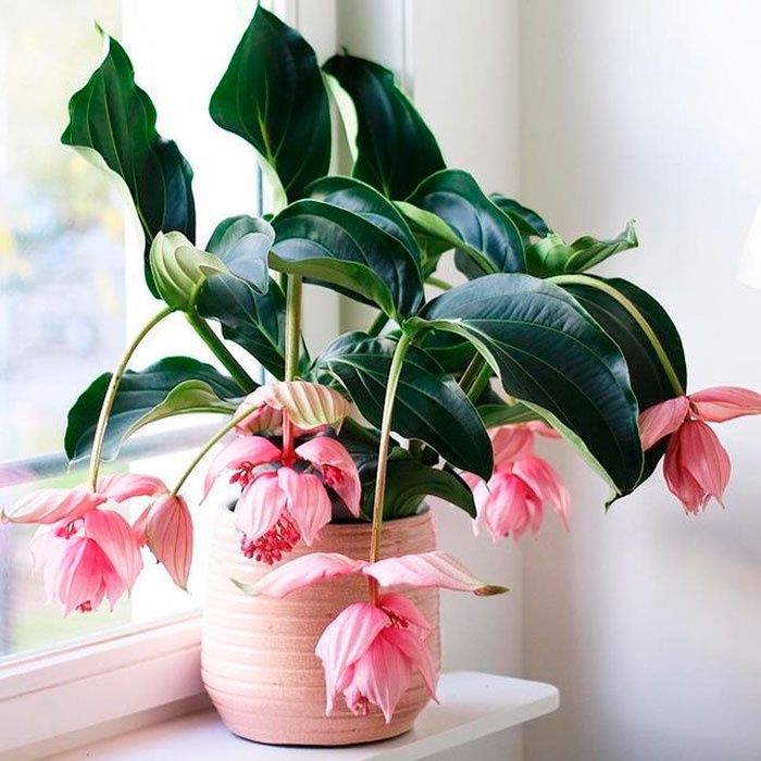 Мединилла растение