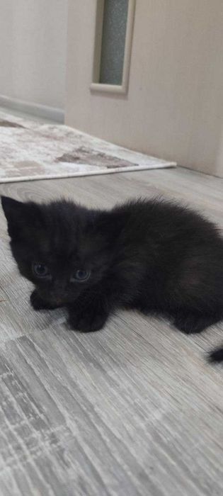 Отдам котят в добрый руки
