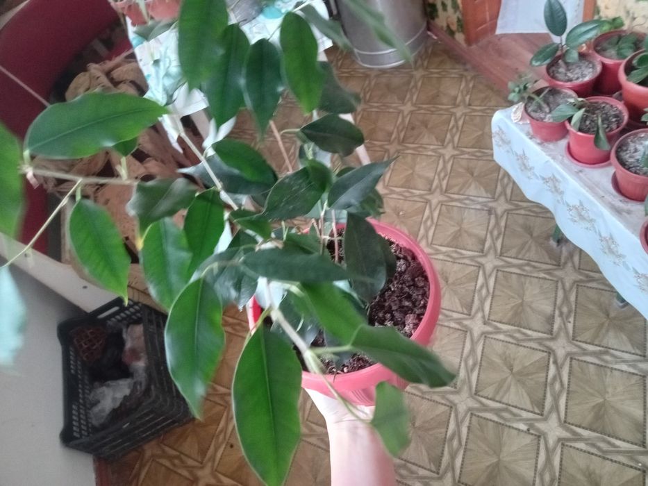 Фикус Бенджамина