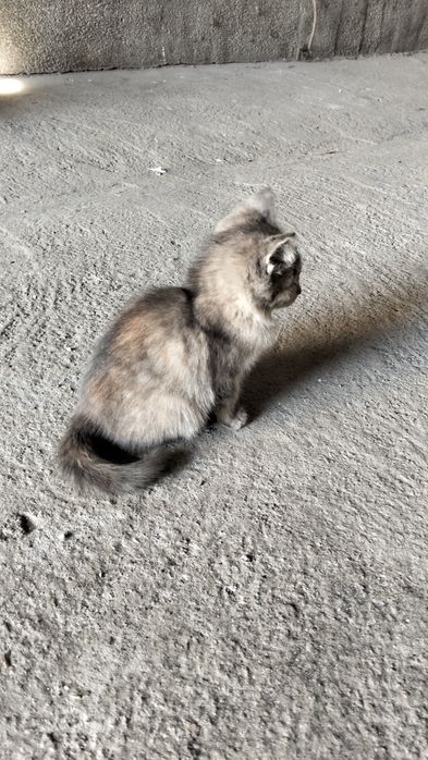Отдам котенка в хорошие руки.