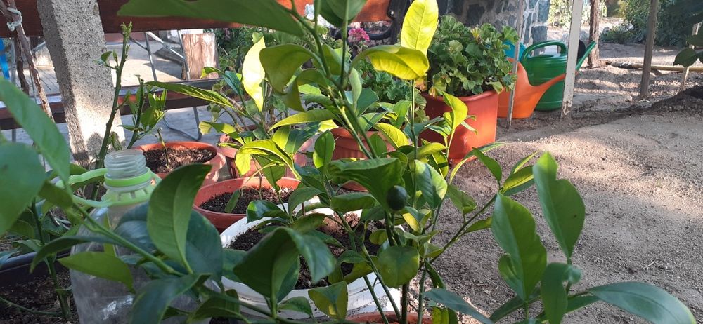 Продавам Узбешки лимони (лимон-портокал). Цени по договаряне