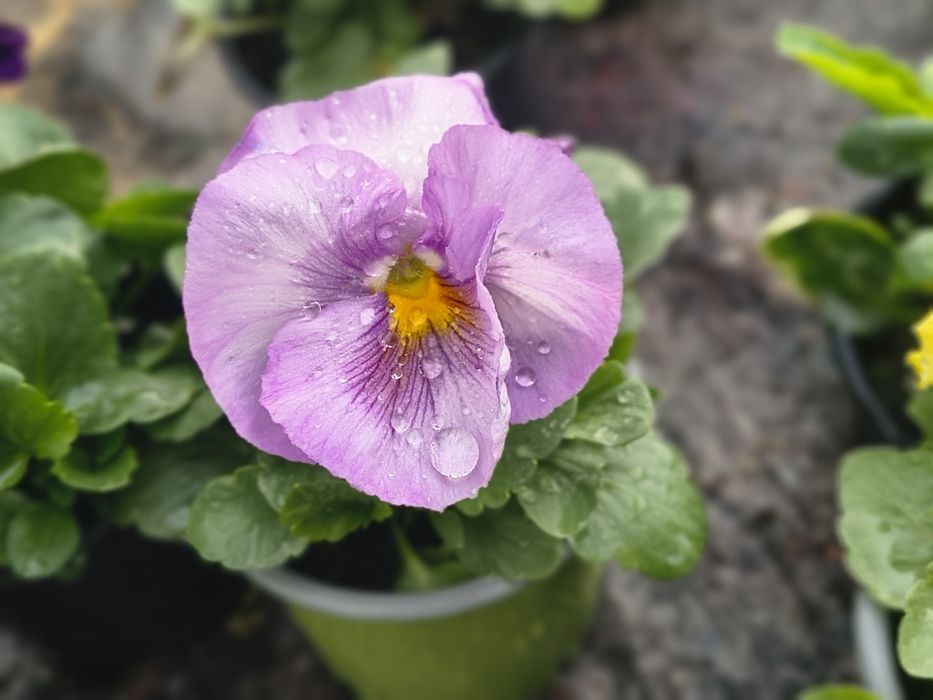 Теменужки едроцветни