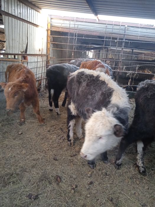 Баспак ұрғашы 5 бас обмен қойларға