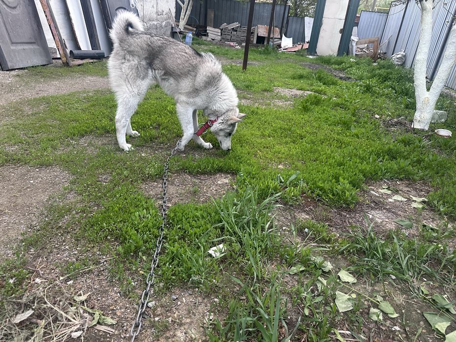 Западносибирская лайка