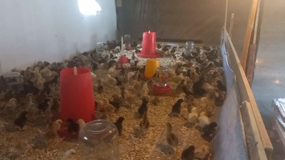 Andijon qora tovuq va rangli joʻjalar sotiladi inkubator xizmati ham b