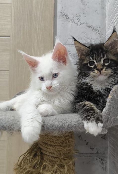 Котята Мейн Кун ( питомник)