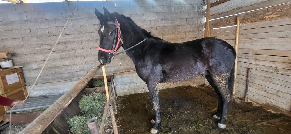 Лошад продаю срочно