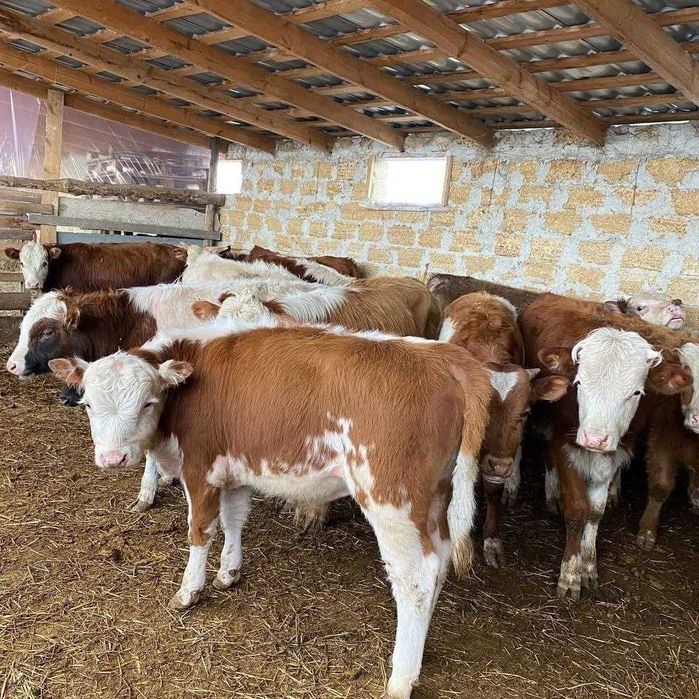 Продам овёс соевый шрот кукуруза