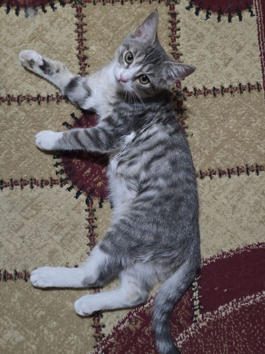 Котенок девочка .