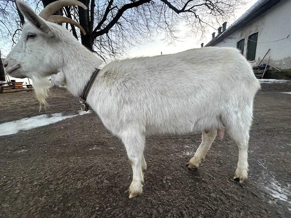 Capră rasa  Saanen
