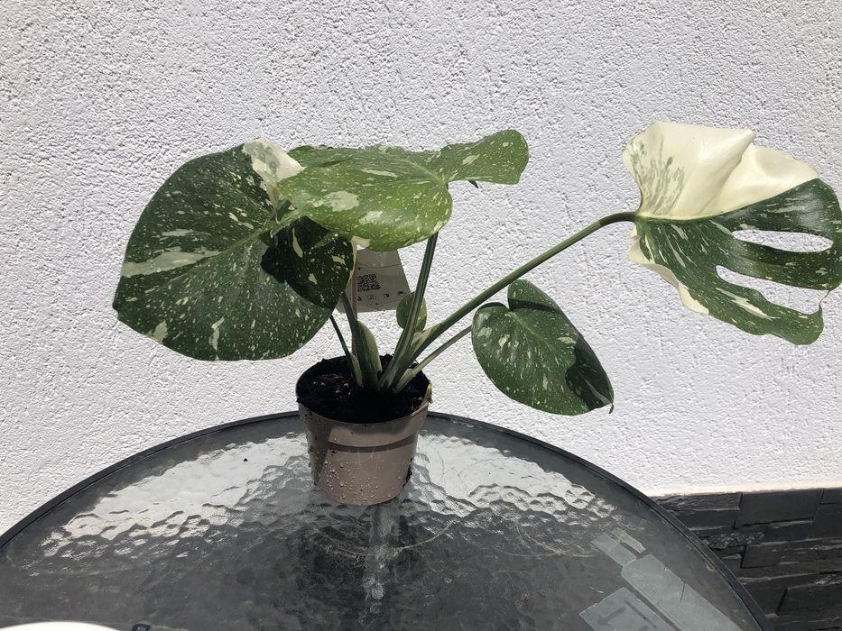 Monstera Thai Constellation