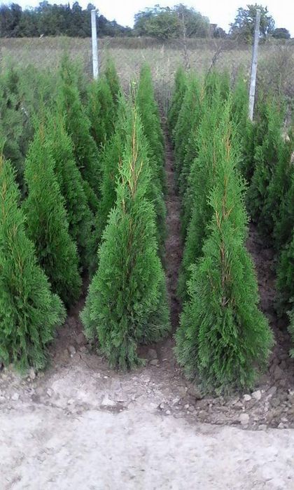 Vând și plantez plante orgamentale naturale orice specie