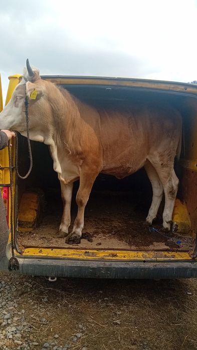 Junică de un an și 3 luni 400 kg de tăiat sau de prăsilă