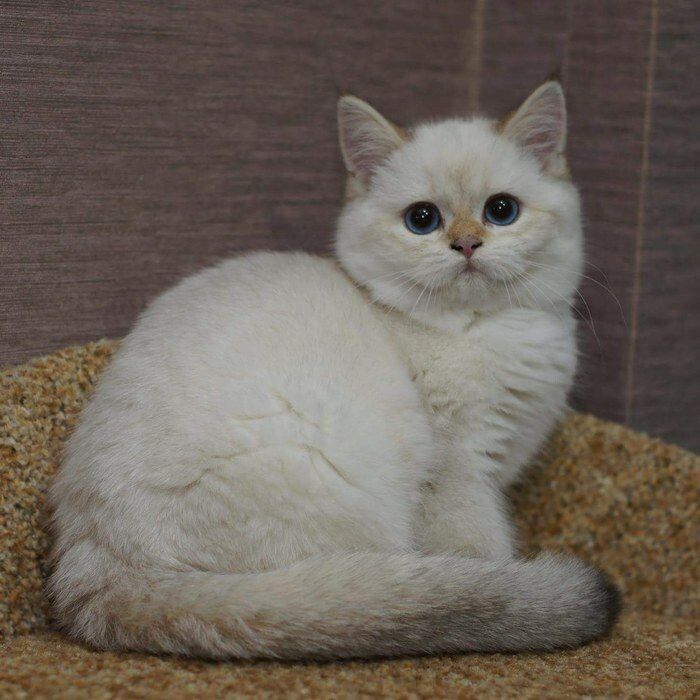 Бриташки милашки