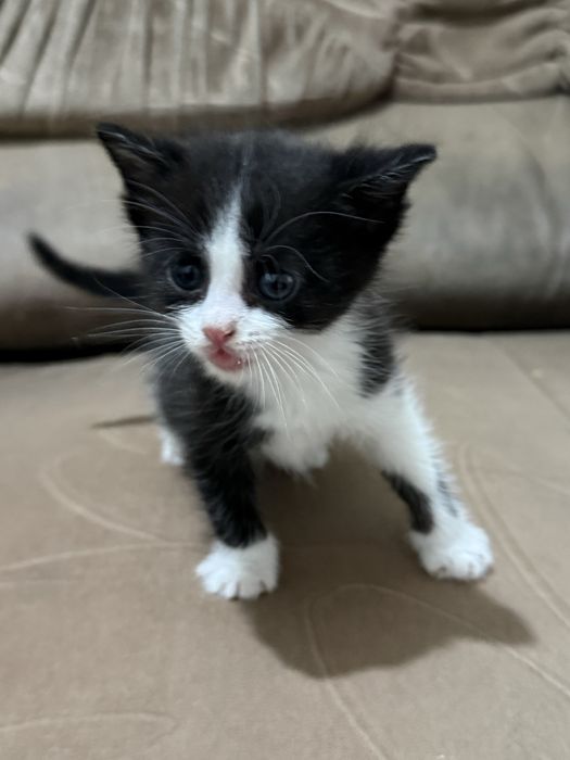 Отдам котят бесплатно