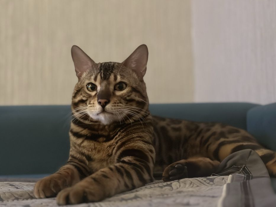 Бенгальский кот на вязку