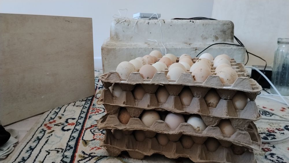 Продам инкубационные яйцо