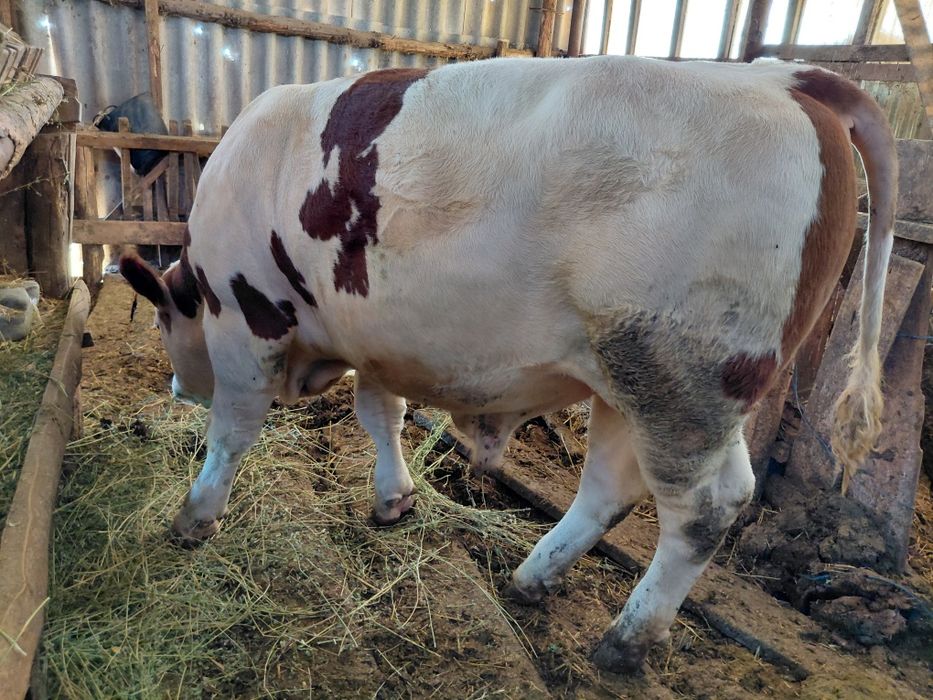 Vând vițel și vițea