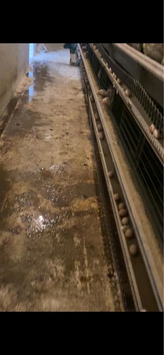 Куры несушки белые