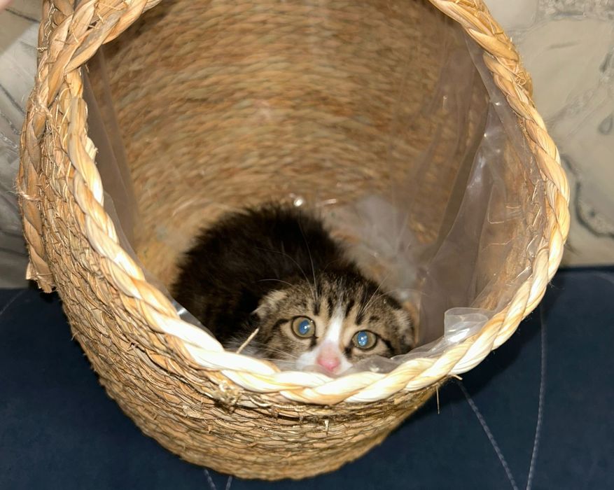 Отдам котенка в добрые руки