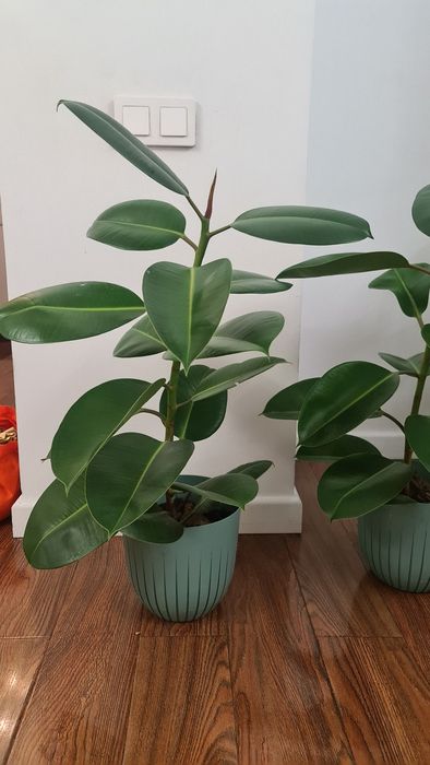 Фикус как подарок