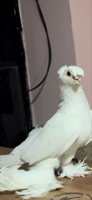 Белый самец голуби