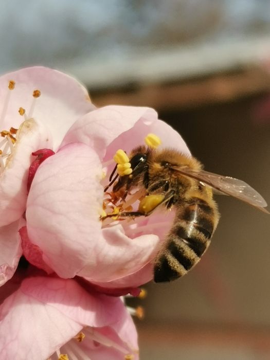 Пчелен Мед Букет натурален, кошери, пчели, буркан