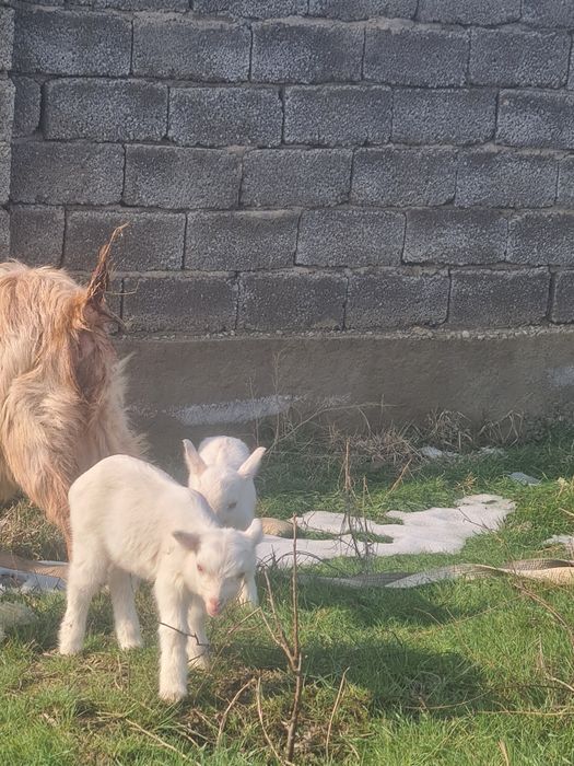 Лактар сатылады 2шт