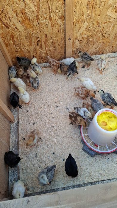 Цыплята домашние