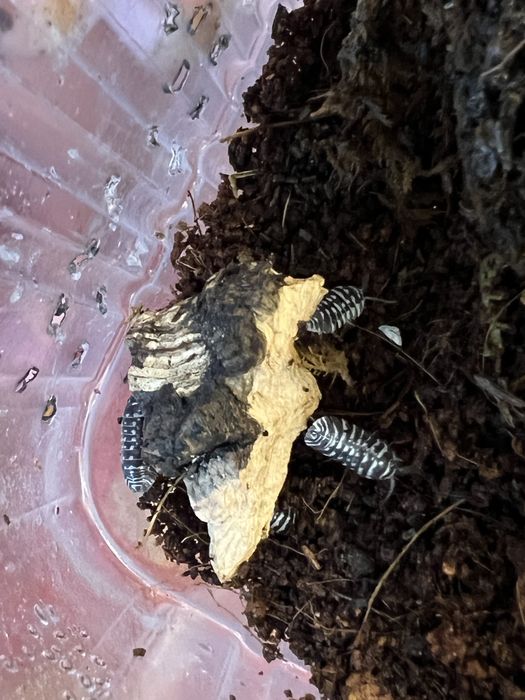 мокрицы Armadillidium maculatum