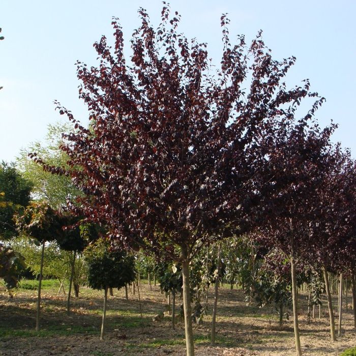 Prunus nigra / corcodus rosu