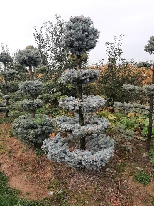 Vând Mesteacan, Tei Artar Frasin Stejar Paltin