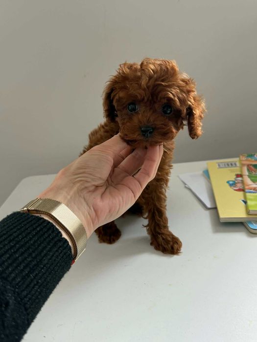 Пудел той момче