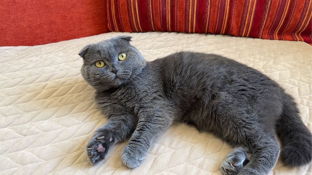 вязка скотиш фолд