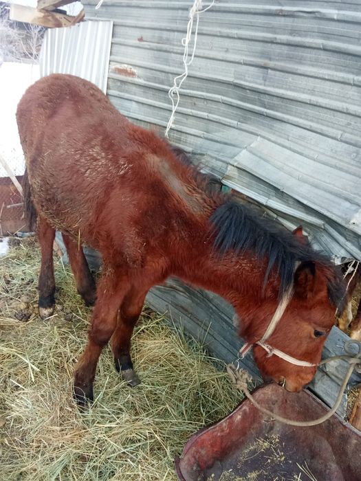 Жылкы еркек жуас