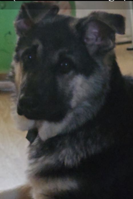 Щенок Восточно европейской овчарки