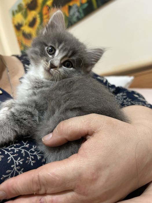 Продам котят Полу Британцев
