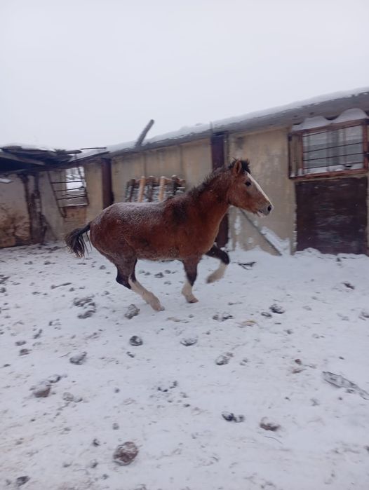 Продается Құнан с откорма