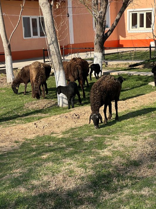 Козылы койлар сатылады