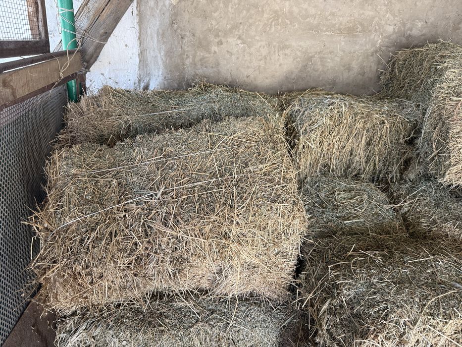 Жонырышка сатылады